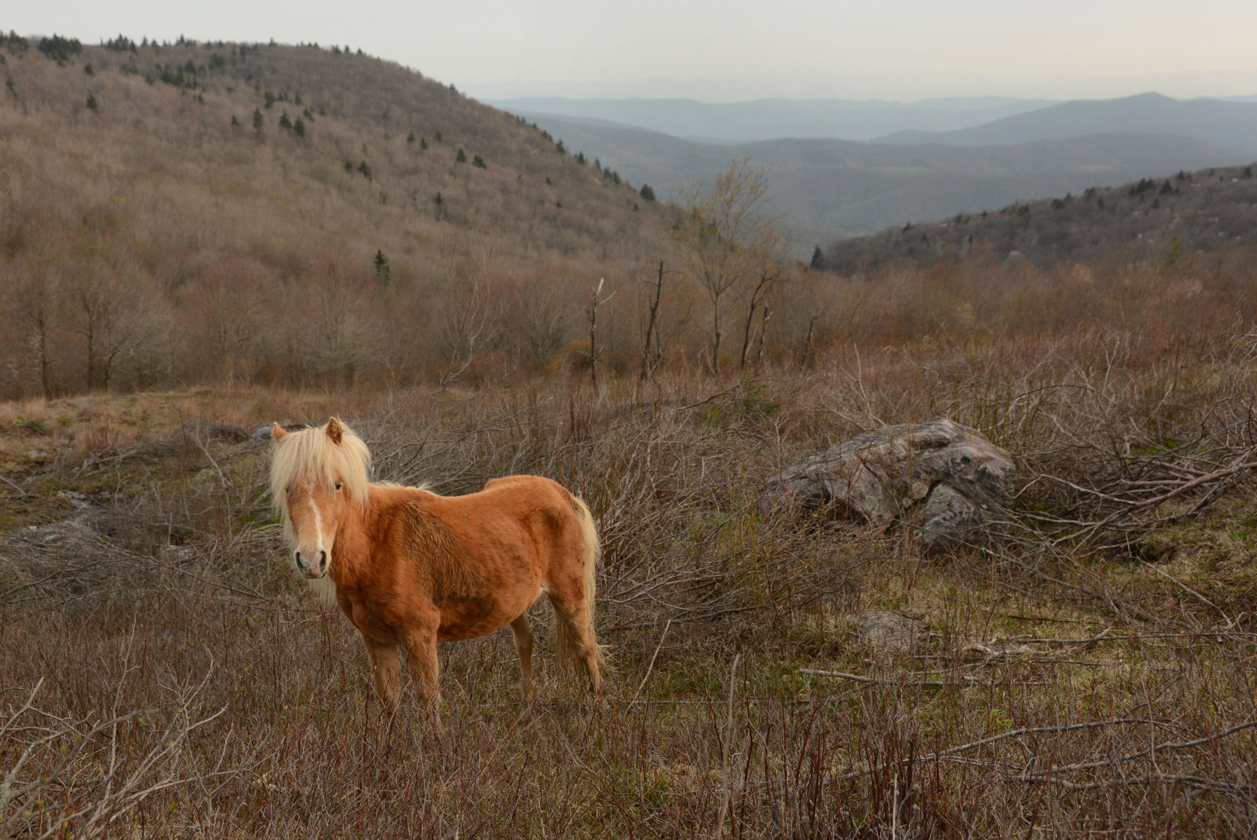 Mount Rogers National Recreation Area
